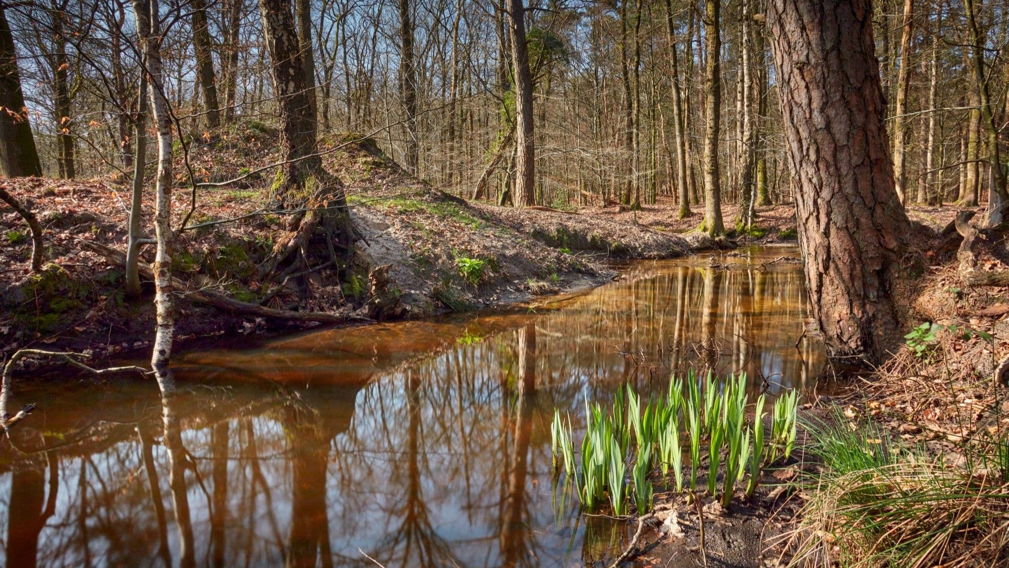 Een beek op de Veluwe