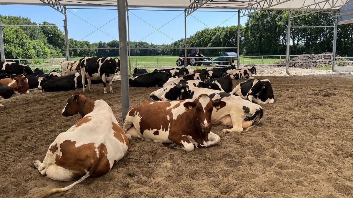foto van Hanskamp Agrotech BV - Stal van Maatschap G. Kuiper en R.W.M. Kemper in Blesdijke