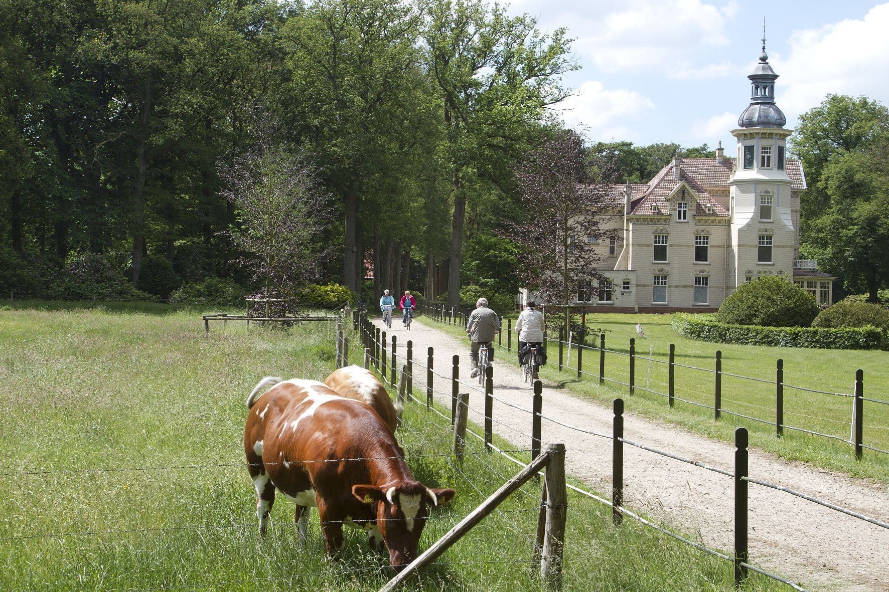 Koeien in de wei terwijl fietsers voorbij fietsen met een prachtig gebouw op de achtergrond