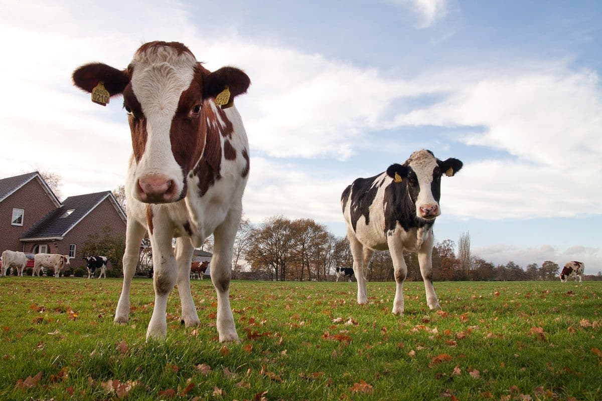 Koeien in de wei