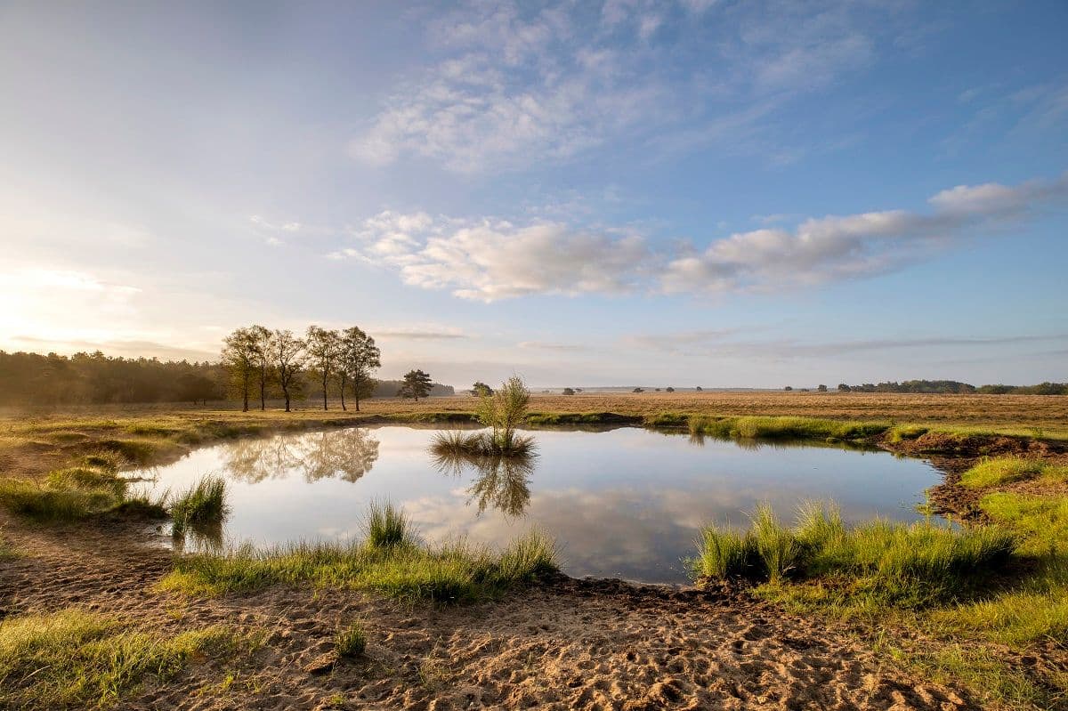Een Gelders natuurgebied met waterpoel
