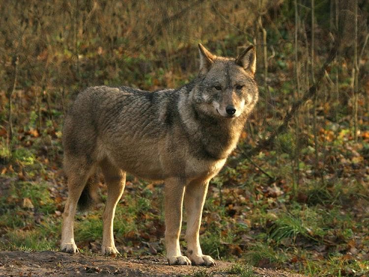 wolf in de natuur